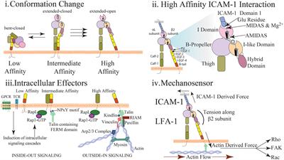 LFA-1 in T Cell Migration and Differentiation